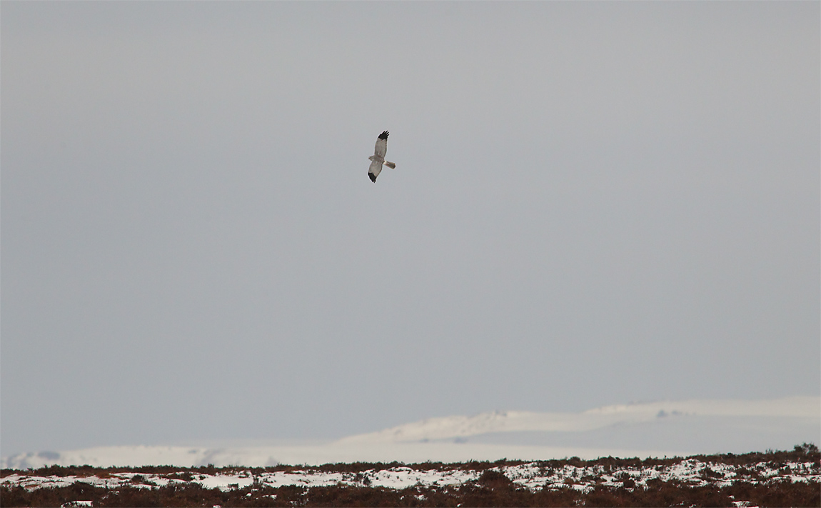 Hen Harrier 03431008