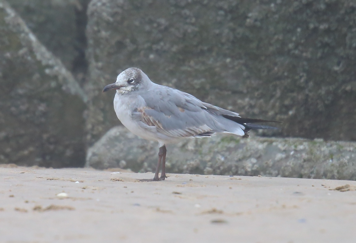 Laughing Gull 51641035