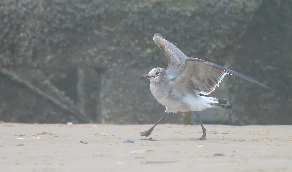 Laughing Gull 51711037