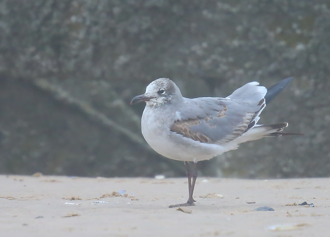 Laughing Gull 51741038