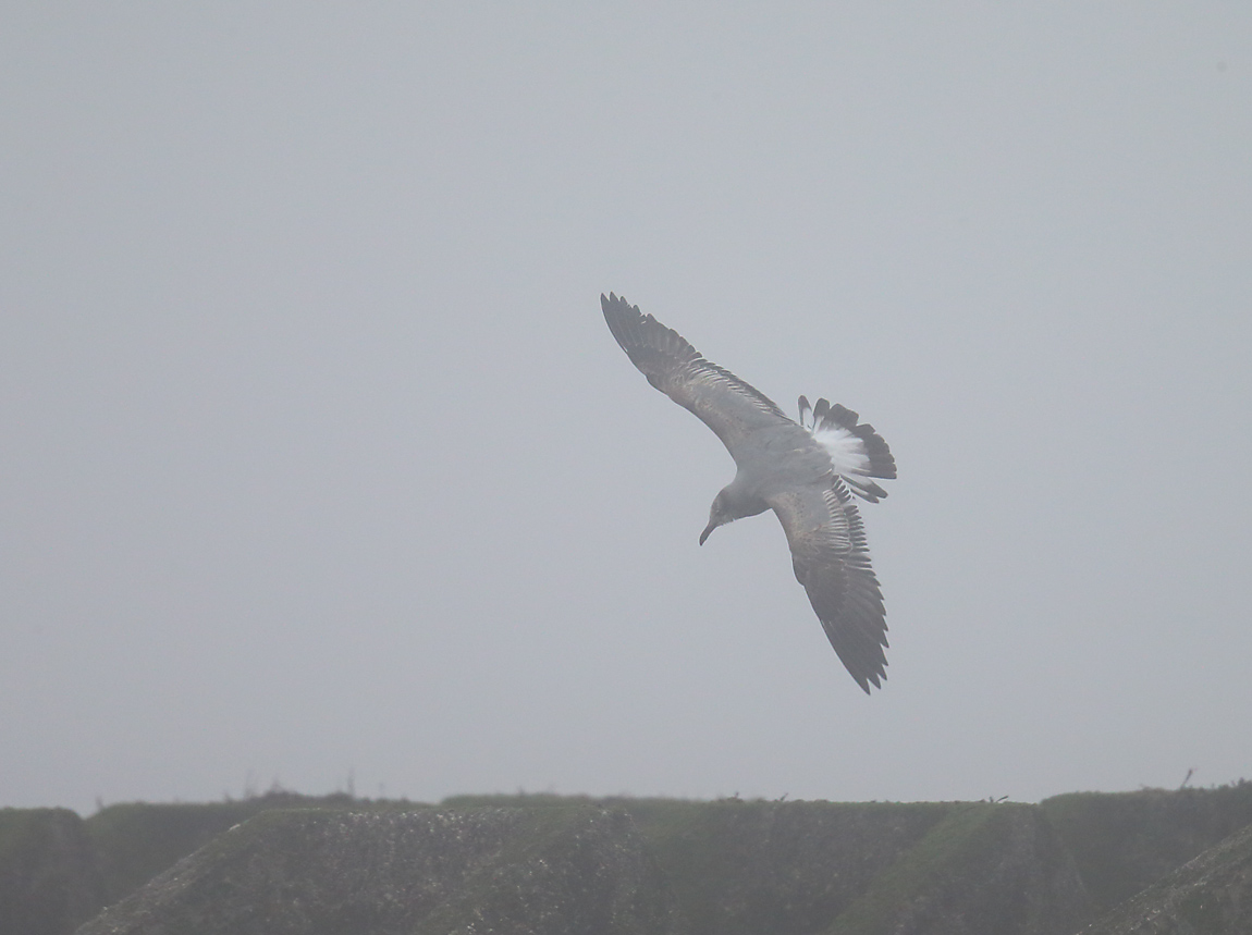 Laughing Gull 51941039