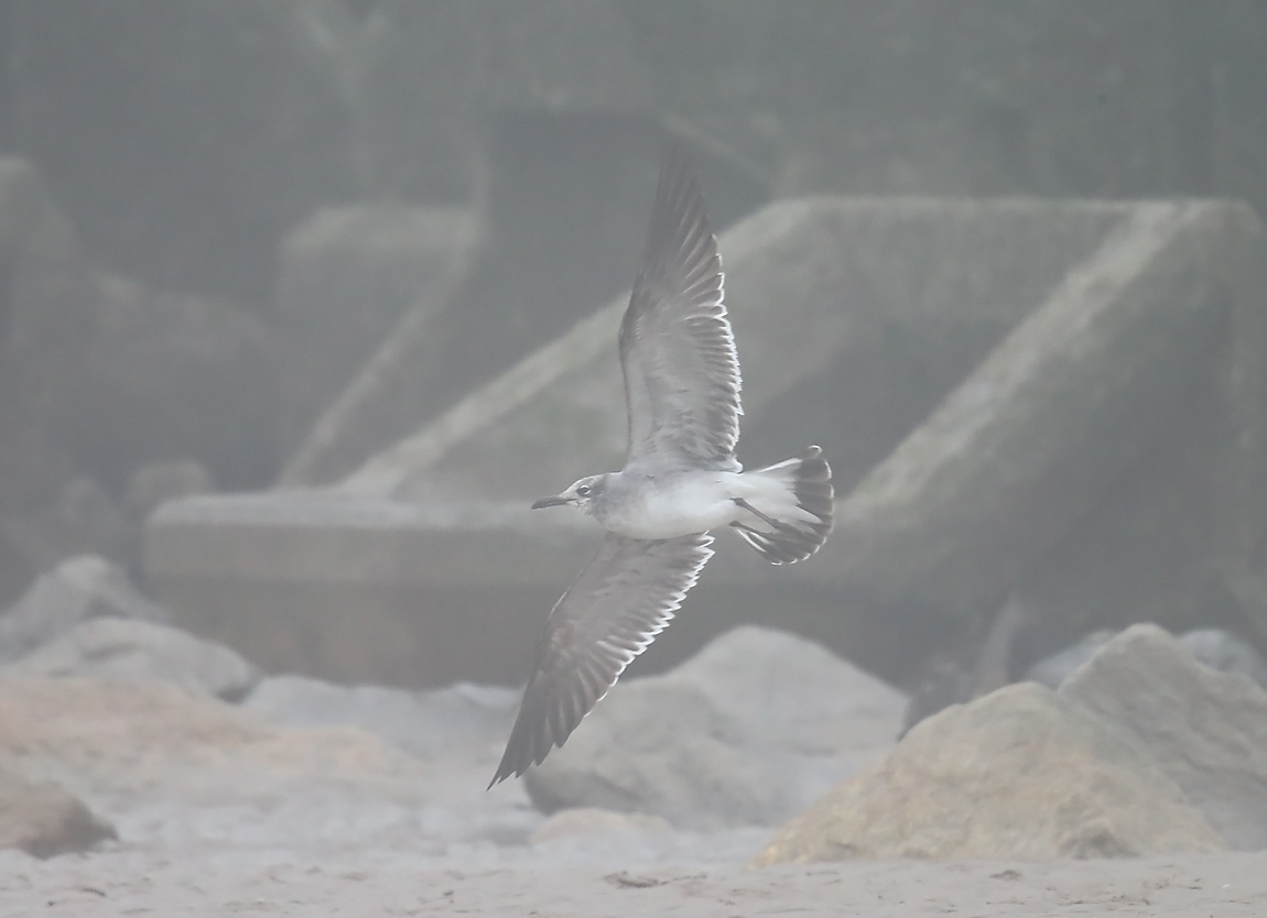 Laughing Gull 51971040