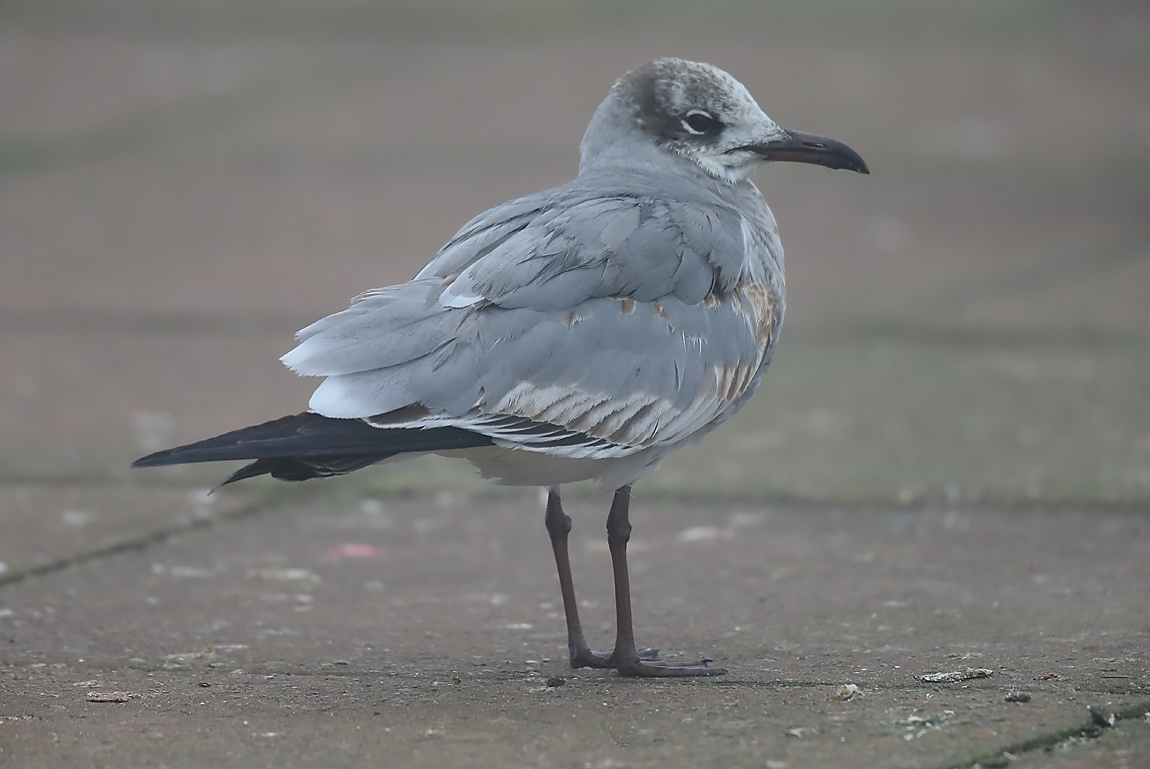 Laughing Gull 52781043
