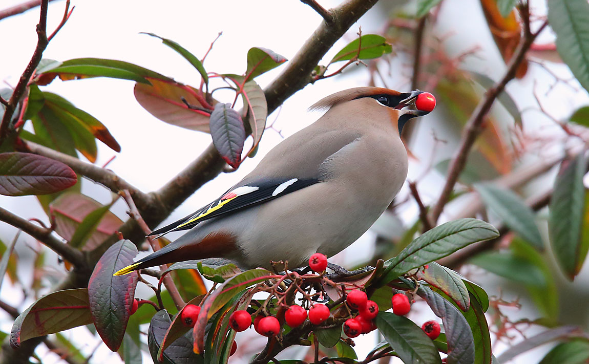 Waxwing 43321049