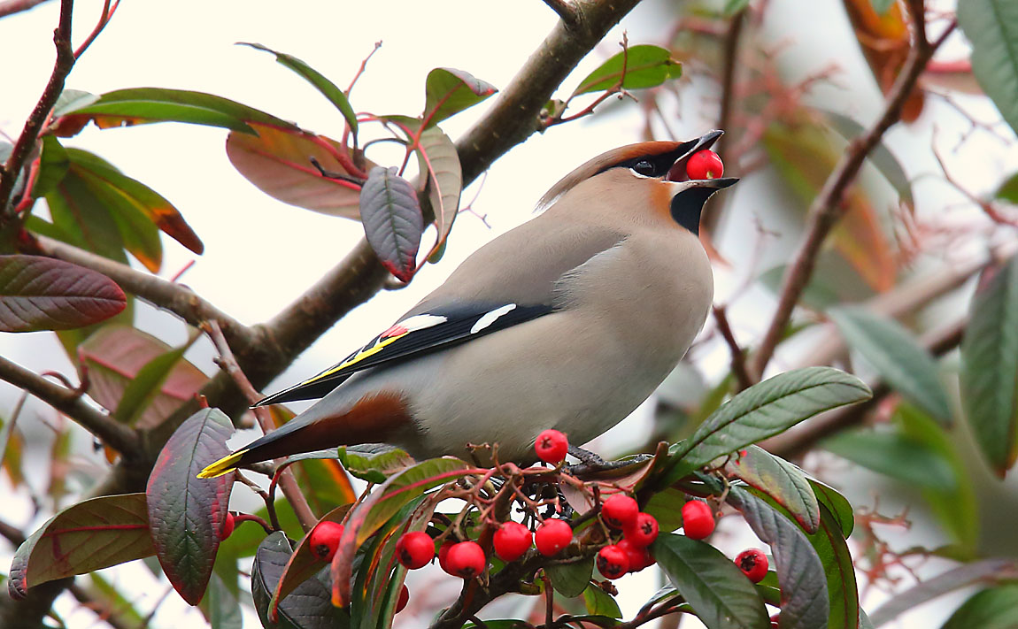 Waxwing 43341050
