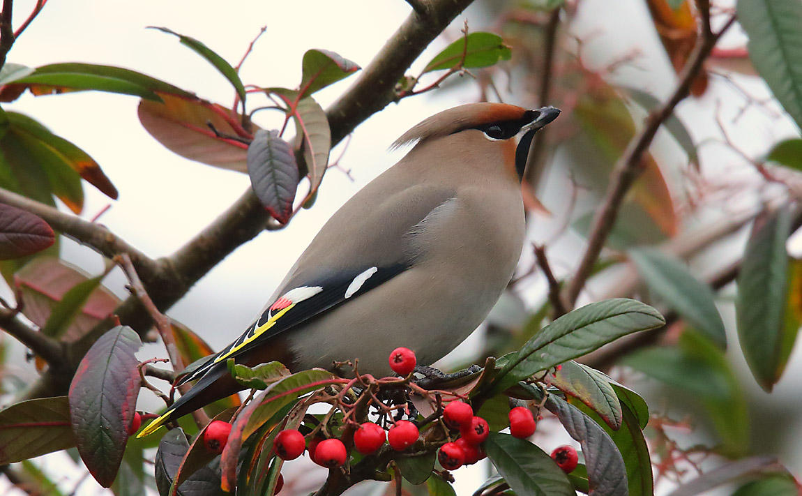 Waxwing 43471052