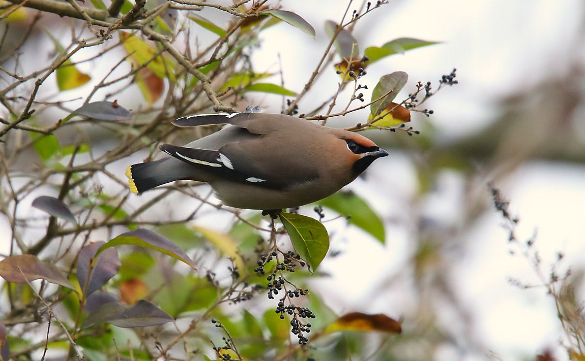 Waxwing 45141053