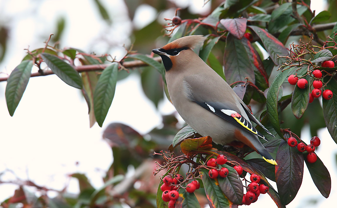 Waxwing 47481054