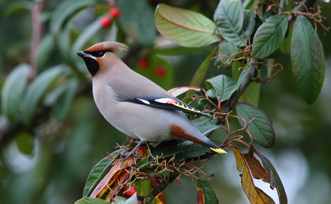 Waxwing 48321045