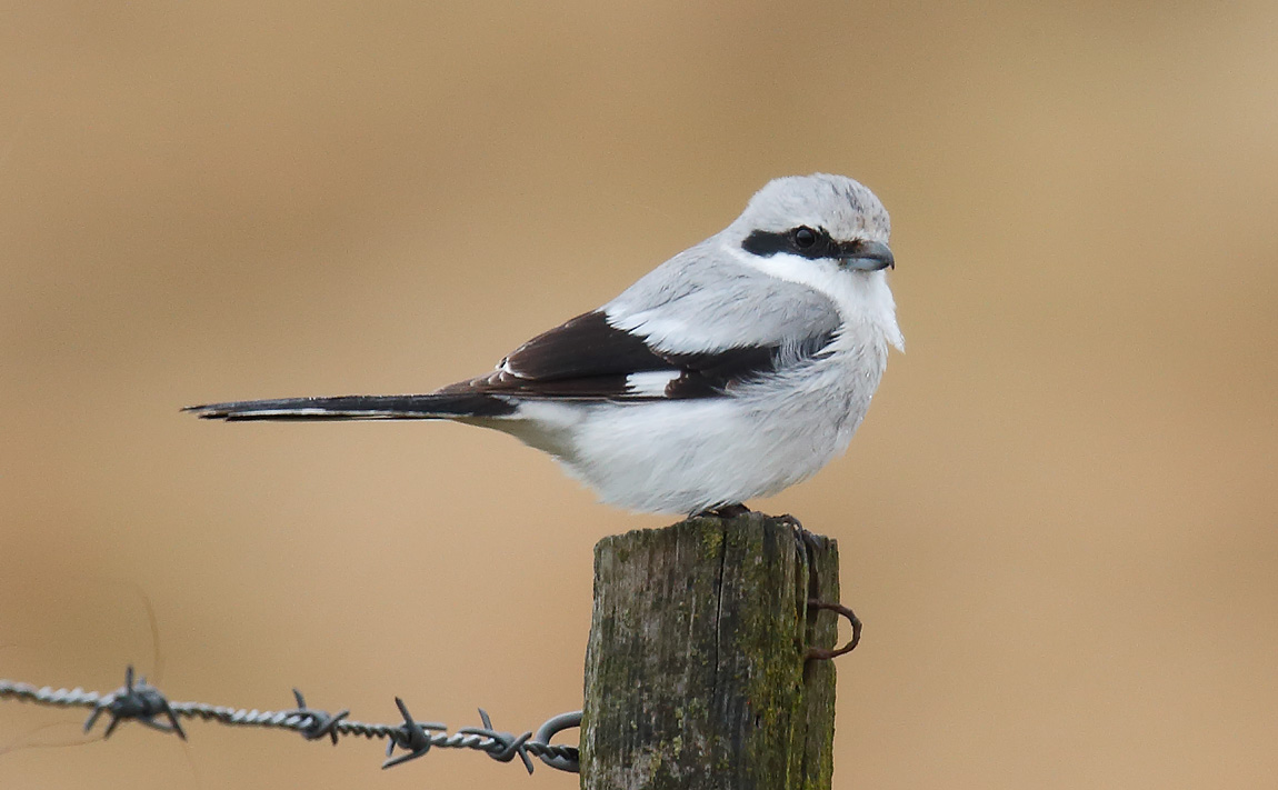 GGShrike_J4X0017