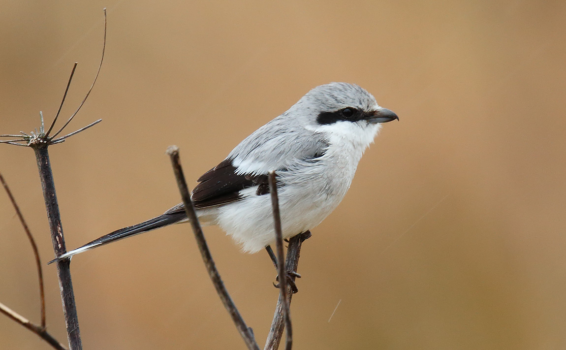 GGShrike_J4X0046