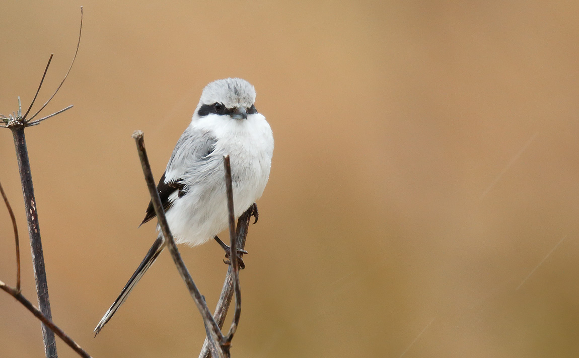 GGShrike_J4X0049