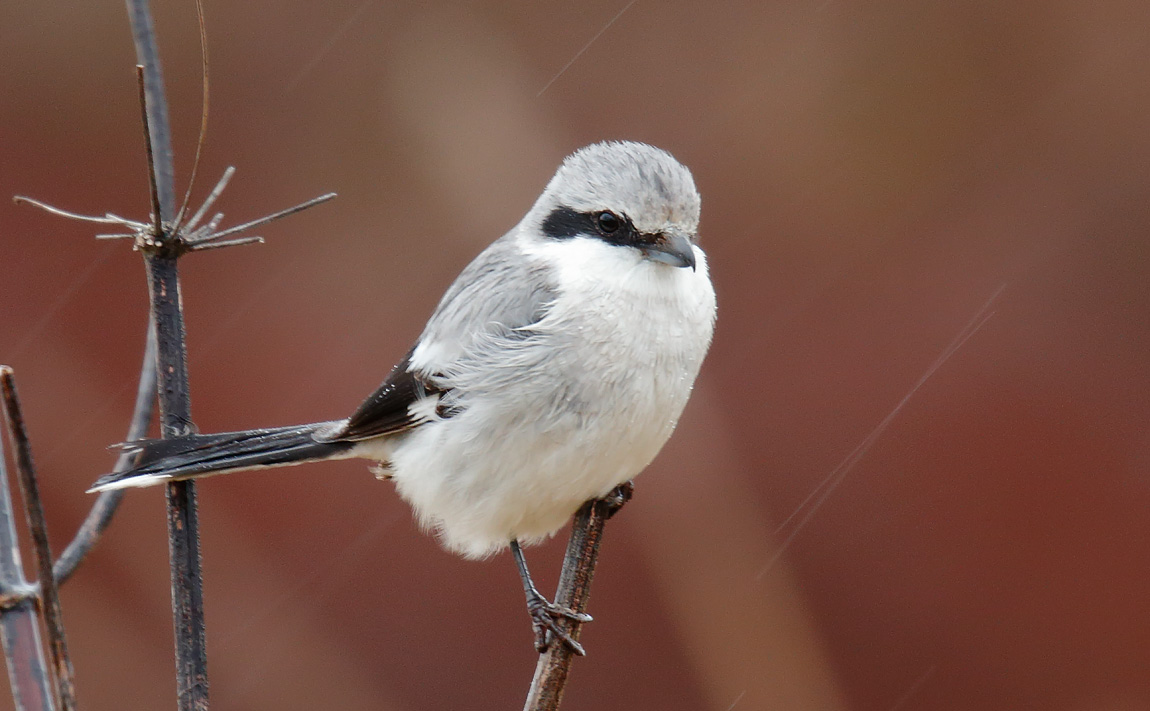 GGShrike_J4X0059