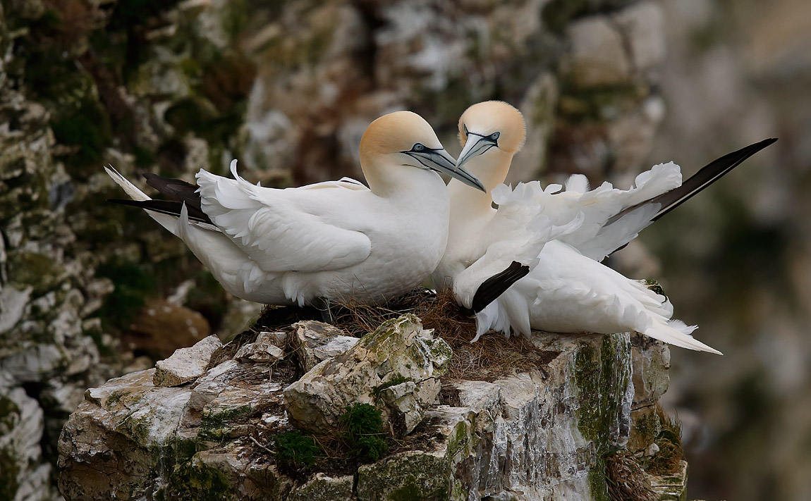 Gannet_55Q9864