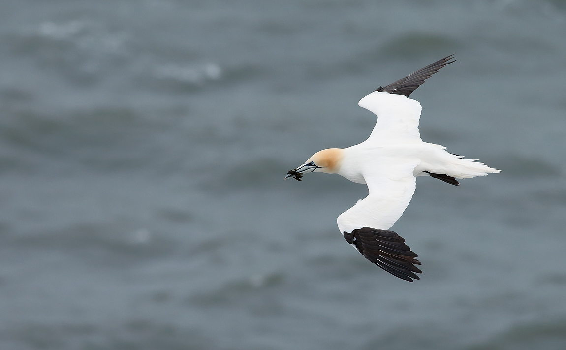 Gannet_J4X7595