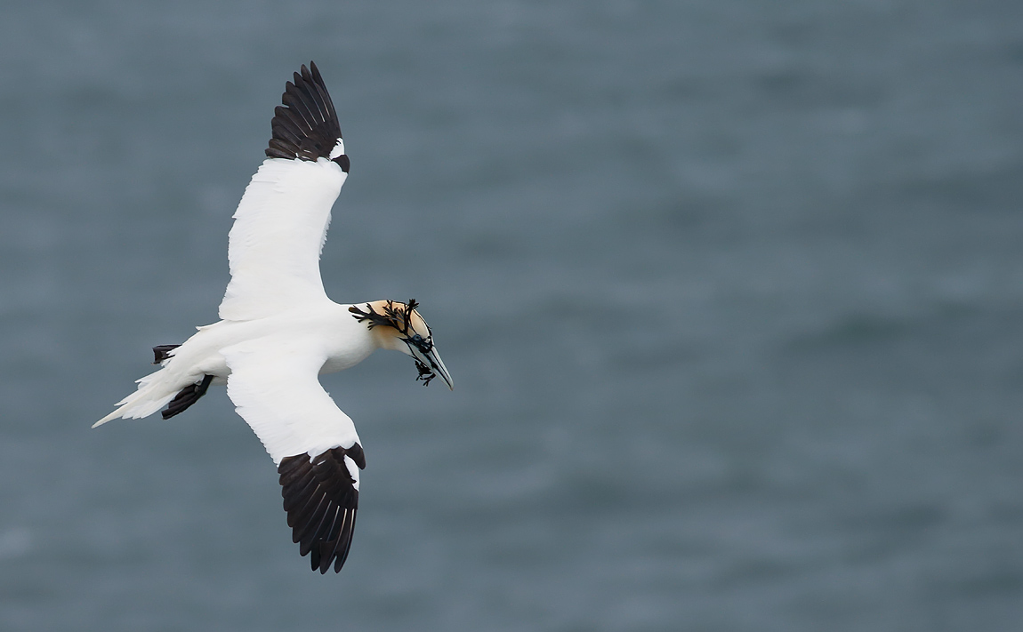 Gannet_J4X7648