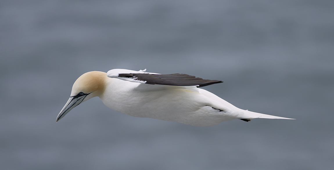 Gannet_J4X7708