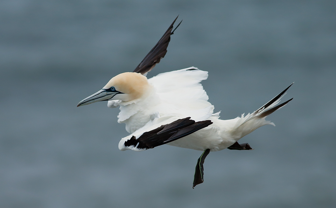 Gannet_J4X7720