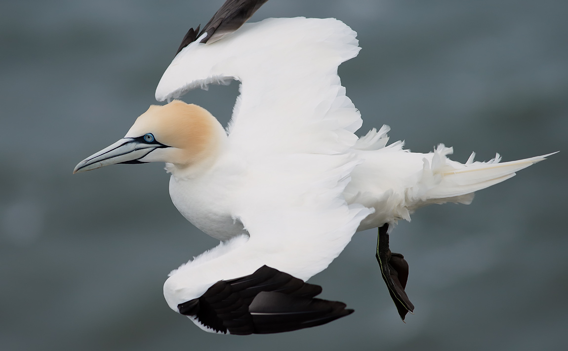 Gannet_J4X7772