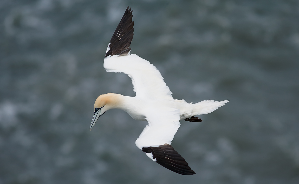 Gannet_J4X7848