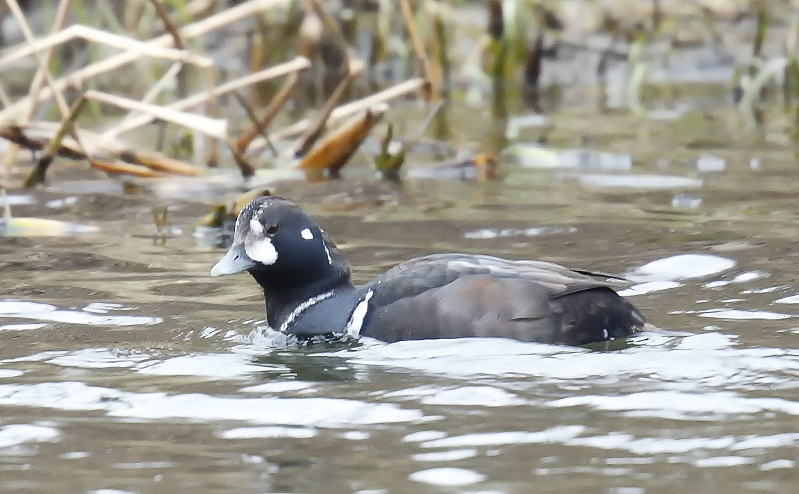 Harlequin_J4X7443