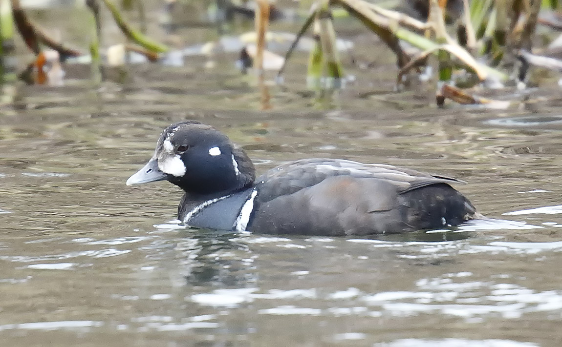 Harlequin_J4X7451