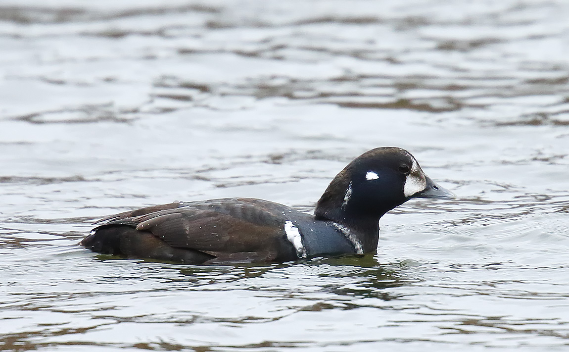 Harlequin_J4X7481