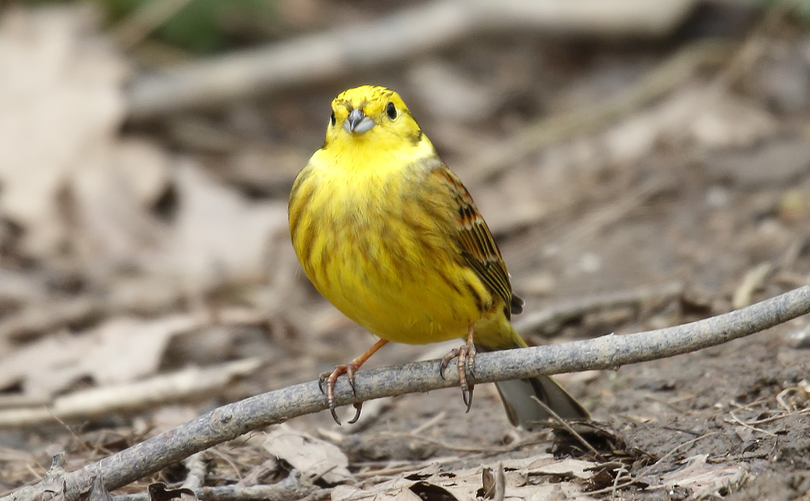 Yellowhammer_J4X5526