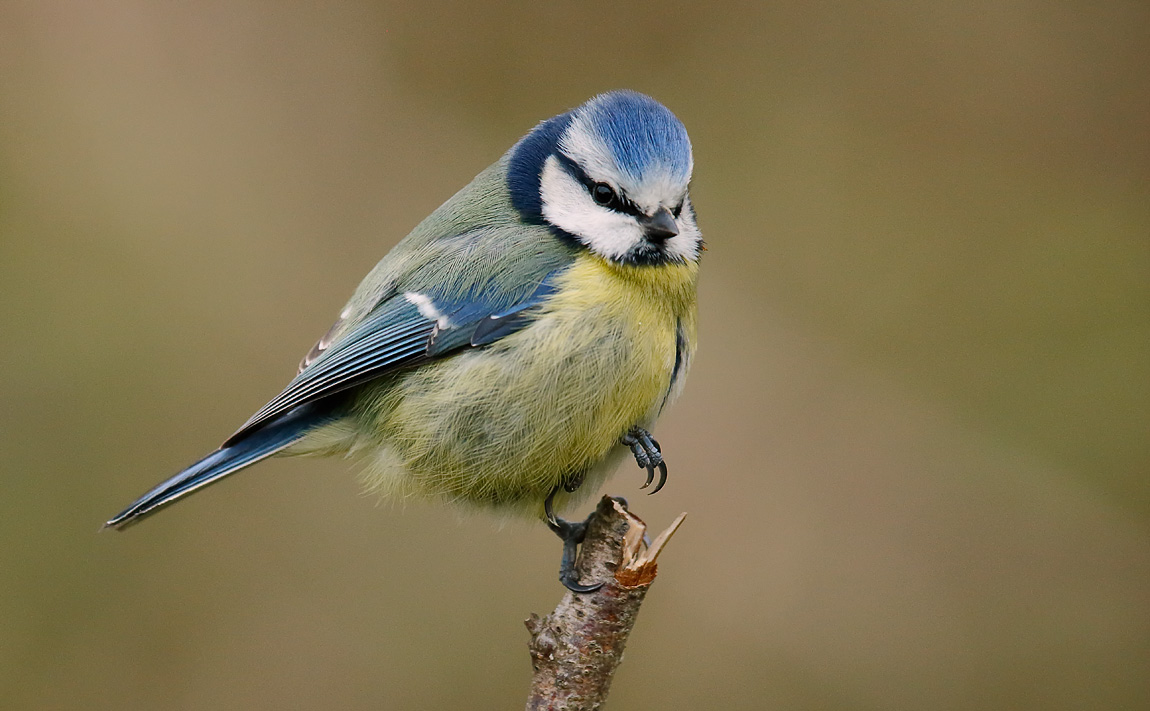 Blue Tit_J4X0551