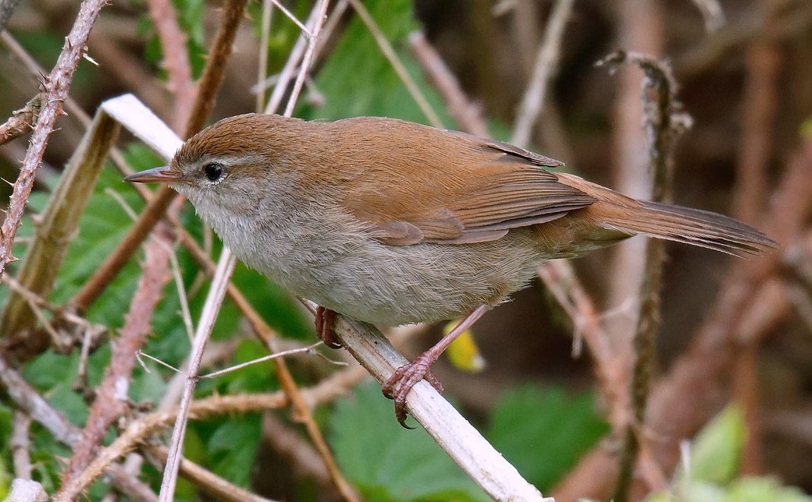 Cetti's Warbler_J4X0950