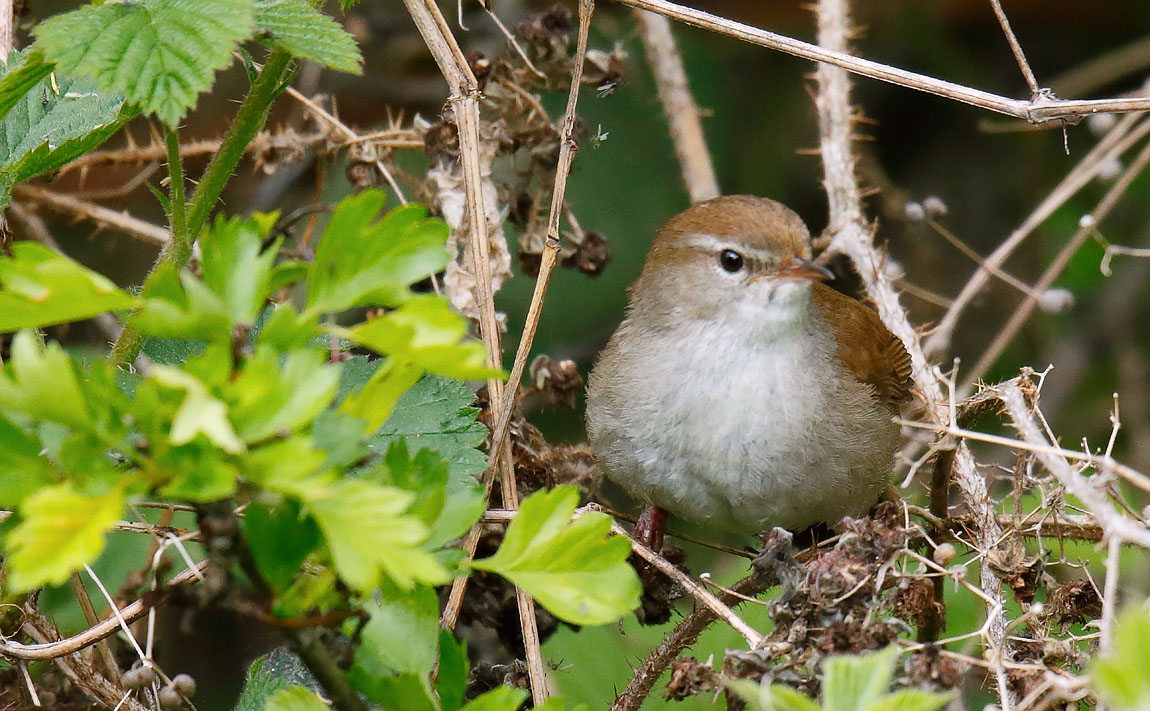 Cetti's Warbler_J4X0961