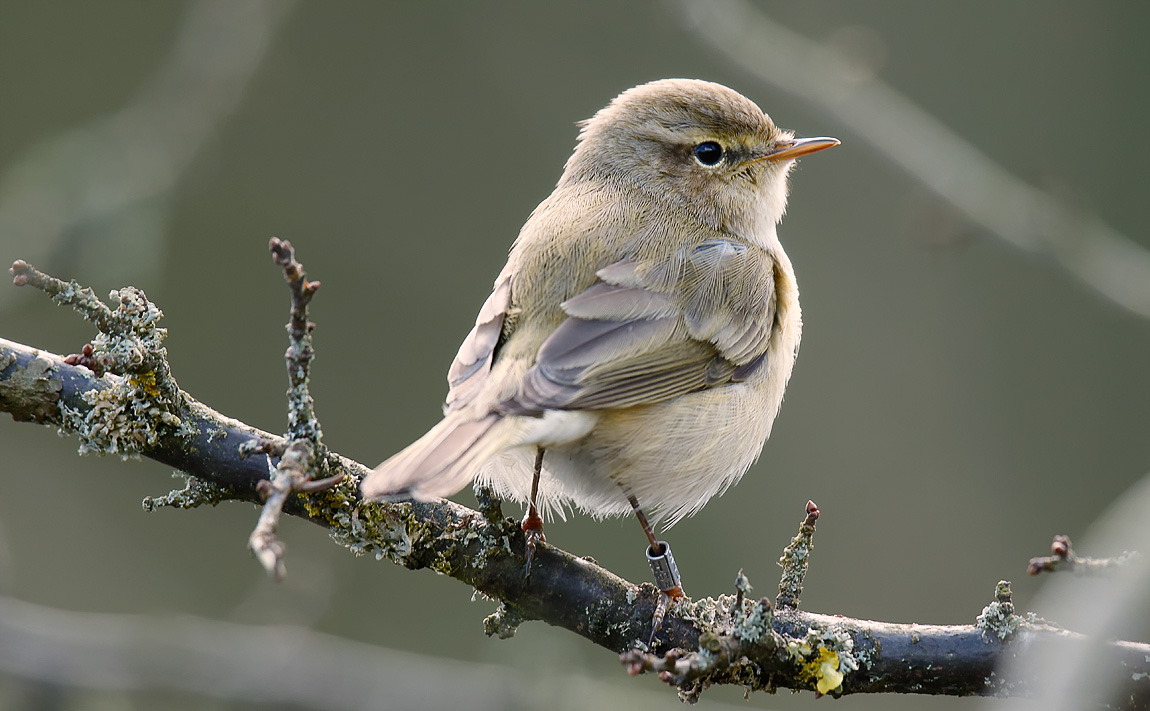 Chiffchaff_J4X0409
