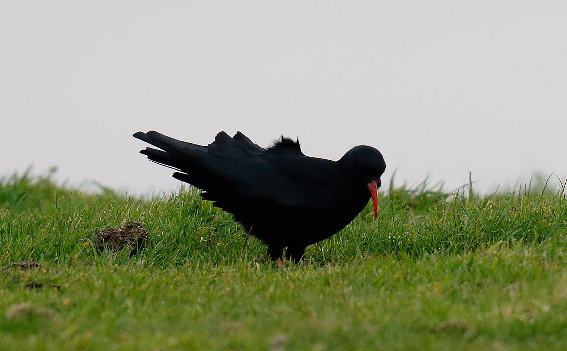 Chough _J4X0090