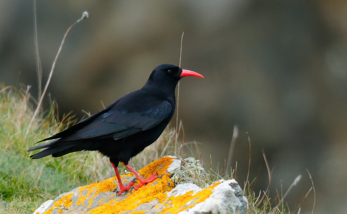 Chough_J4X0233