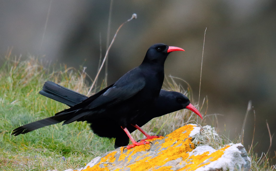Chough_J4X0237