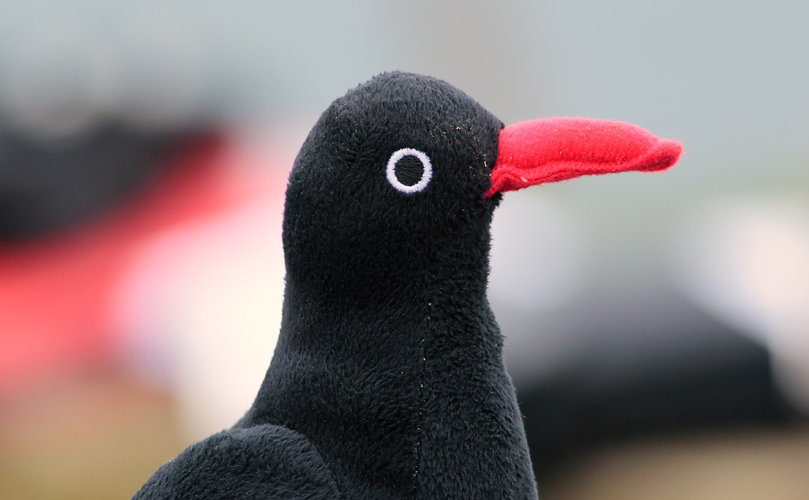 Choughy _S1Q7656