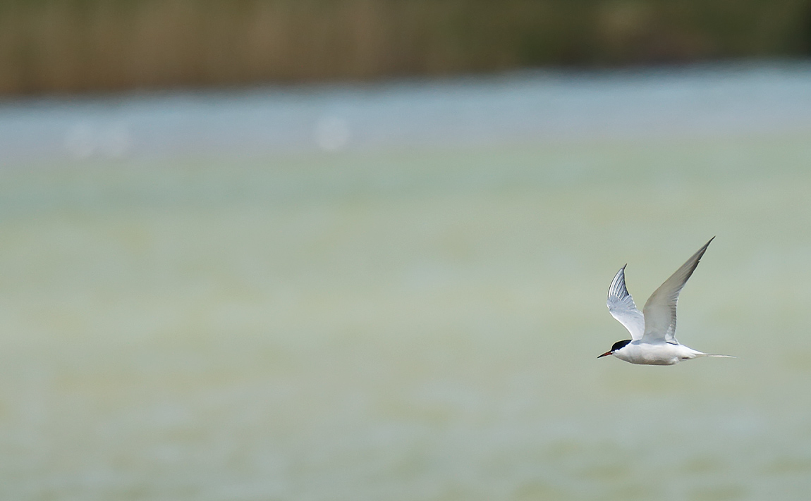 Common Tern_J4X0369