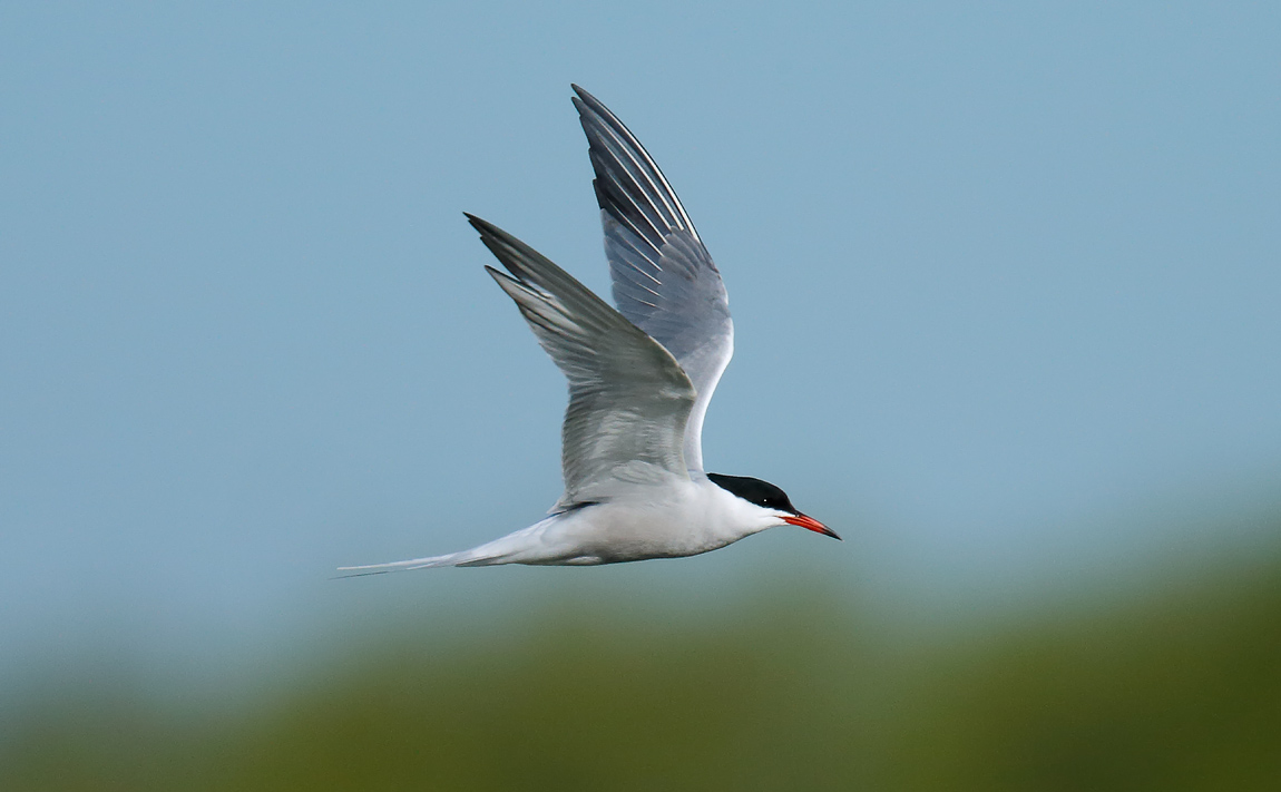 Common Tern_J4X1155