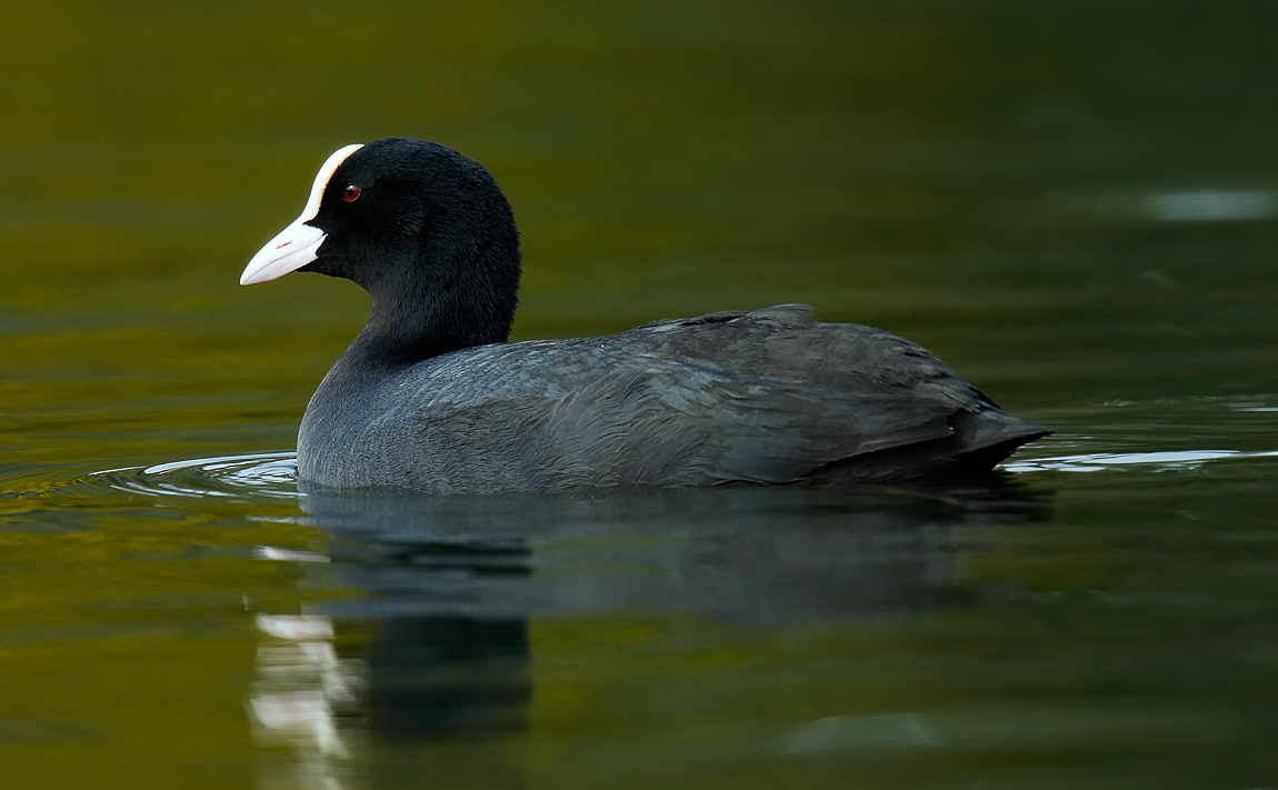Coot_J4X0151