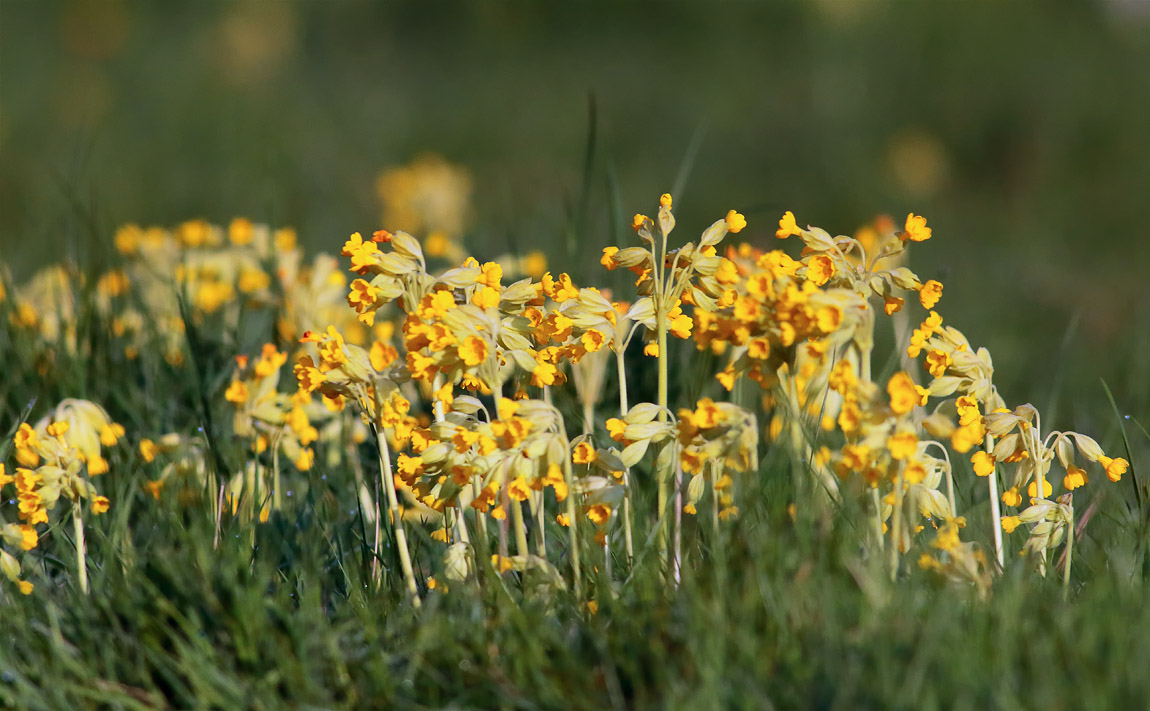 Cowslips_S1Q7838