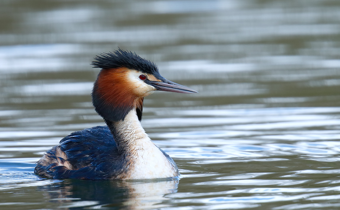 GCGrebe_J4X0328