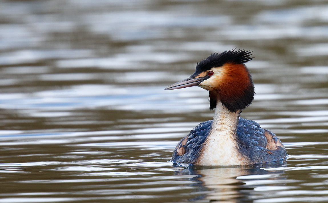 GCGrebe_J4X0332