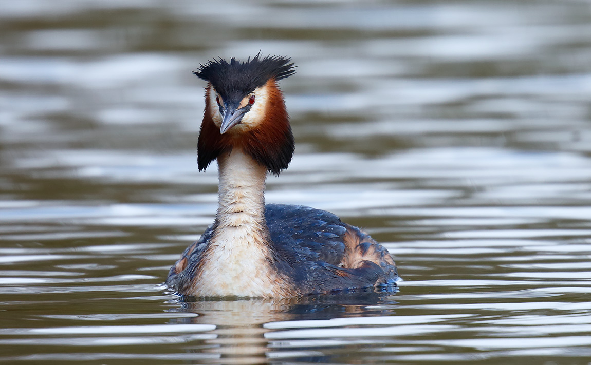 GCGrebe_J4X0344