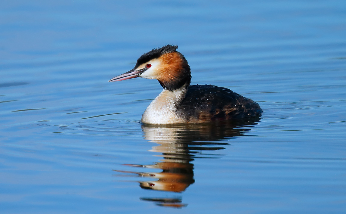 GCGrebe_J4X1229