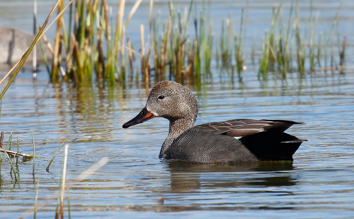 Gadwall_J4X0267