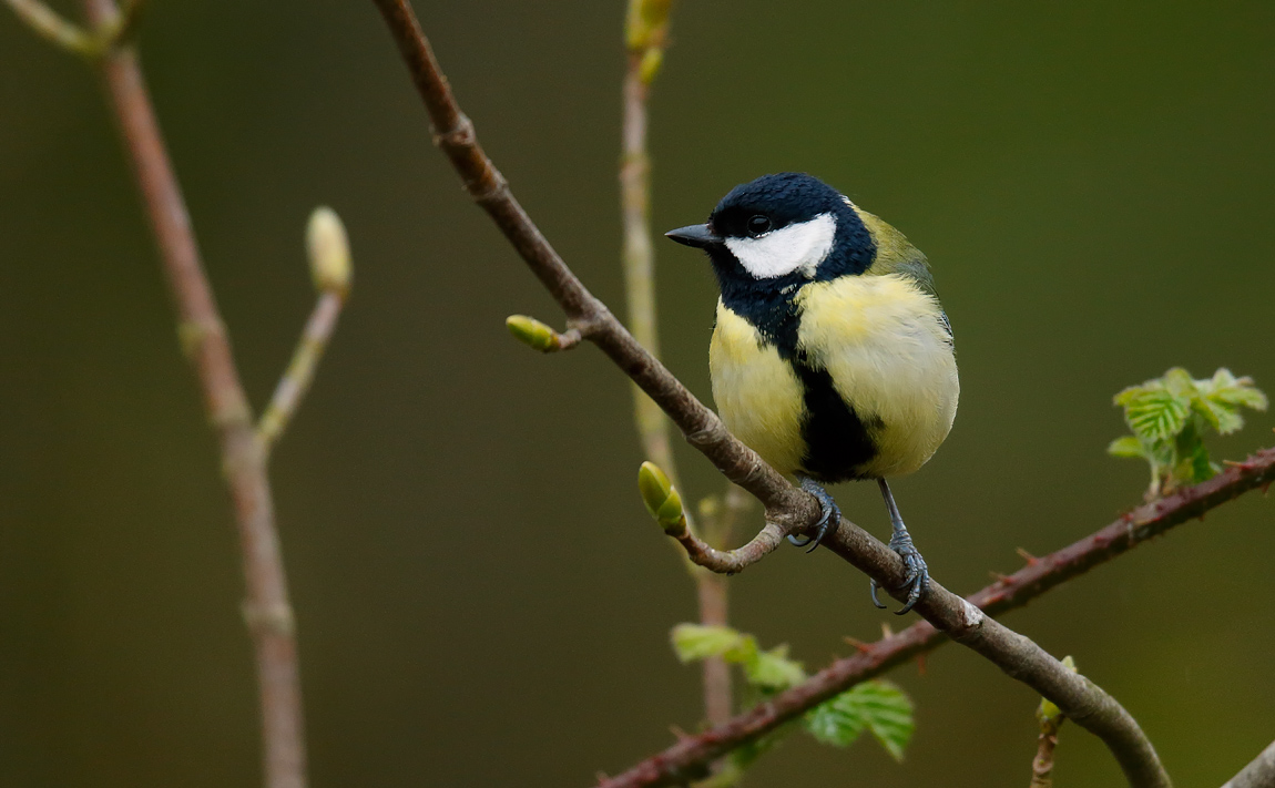 Great Tit_J4X0579