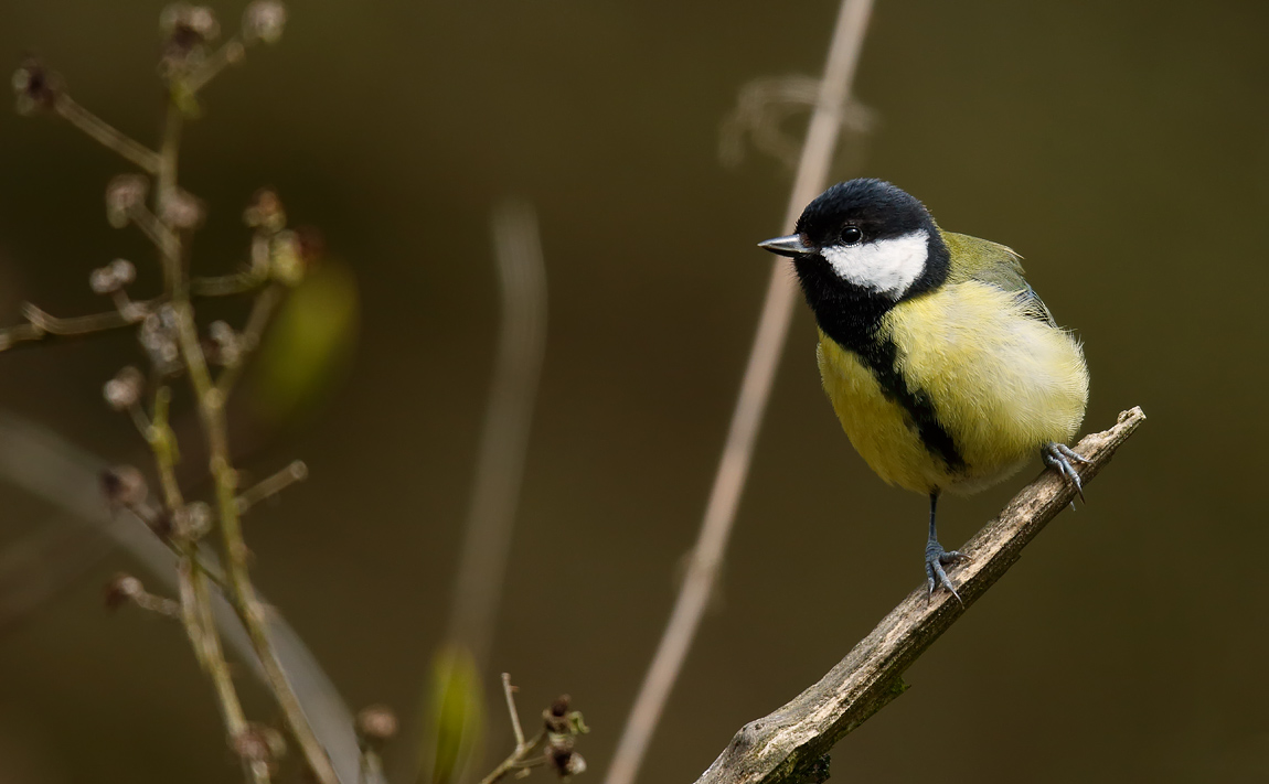 Great Tit_J4X0609