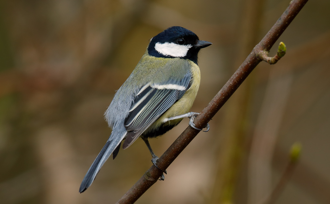 Great Tit_J4X0645
