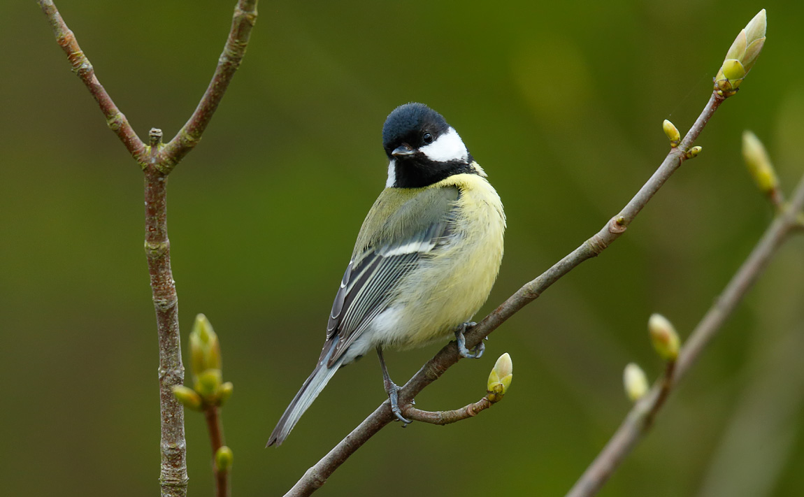 Great Tit_J4X0801