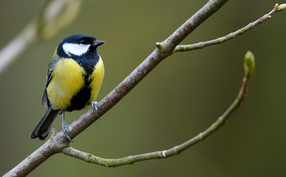 Great Tit_J4X0838
